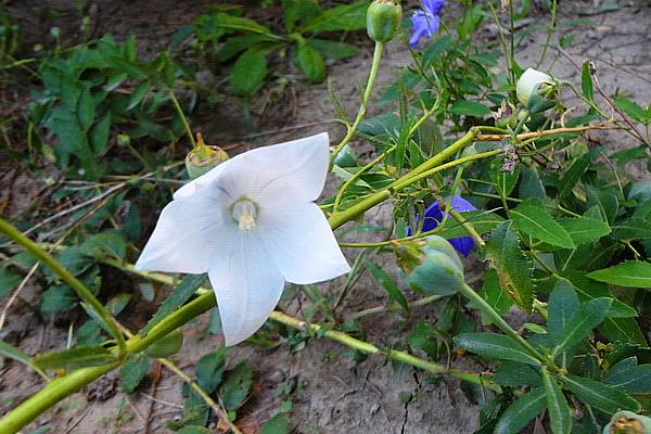 洋桔梗種子市場價格多少錢一斤 桔?；ǖ酿B殖方法和注意事項