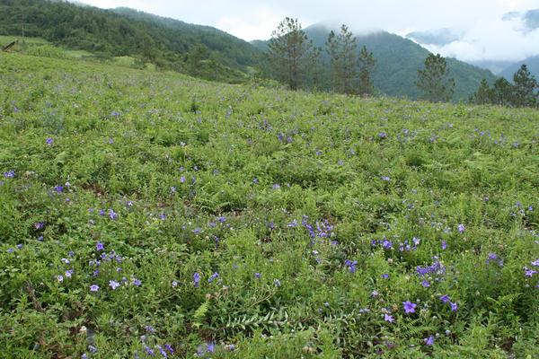 洋桔梗種子市場價格多少錢一斤 桔梗花的養殖方法和注意事項