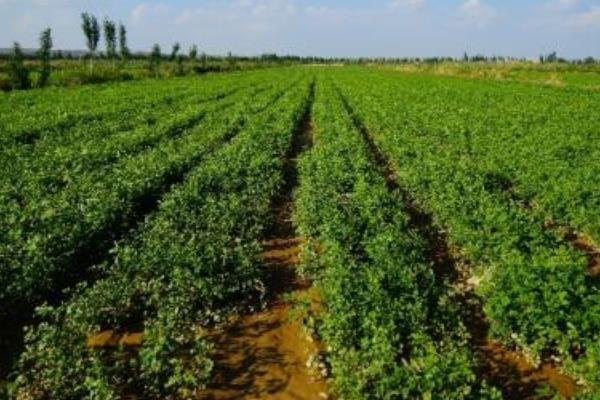 甘草種植技術(shù) 甘草種植時(shí)間及方法