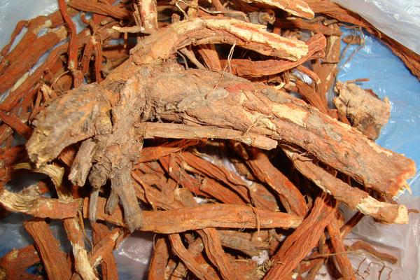 西洋參和丹參的區(qū)別是什么 西洋參和丹參哪個好