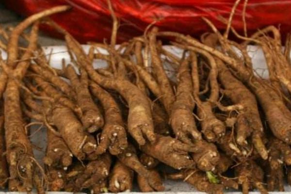 元參桔梗湯功效與作用 桔梗元參湯治療鼻炎嗎