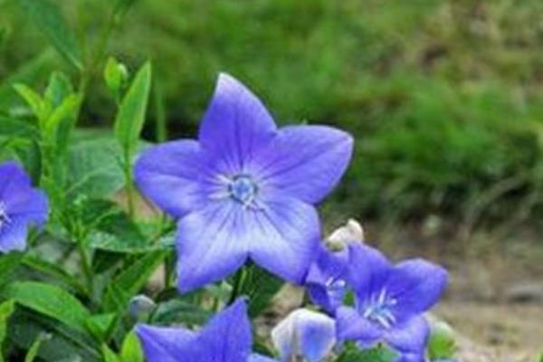 桔梗如何種植 ?桔梗科學(xué)種植技術(shù)