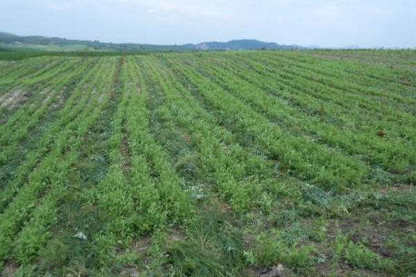 桔梗如何種植 桔梗科學種植技術