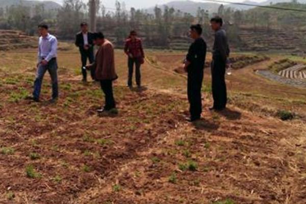 桔梗如何種植 桔梗科學種植技術