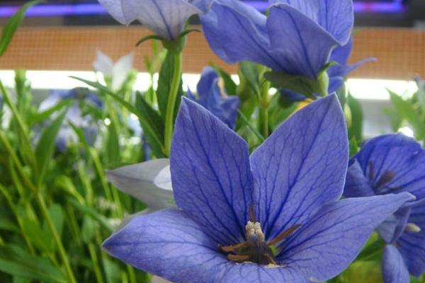 桔梗如何種植 桔梗科學種植技術