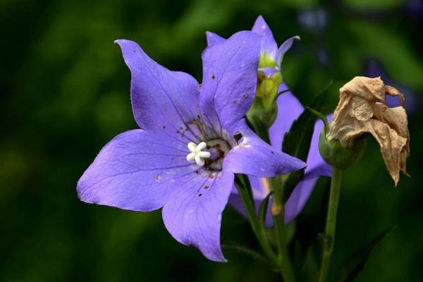 桔梗如何種植 桔梗科學種植技術