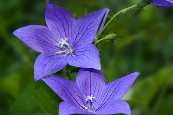 桔梗如何種植 桔梗科學種植技術