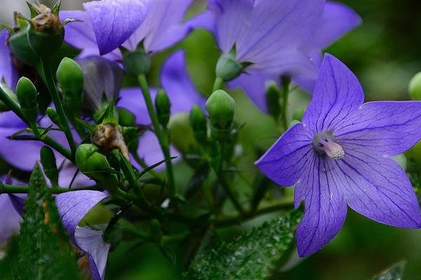 桔梗產(chǎn)地在哪里?桔梗栽培方法