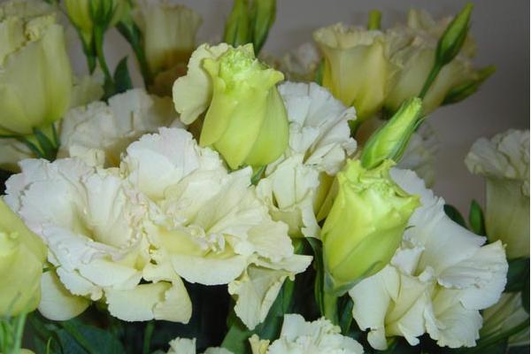 洋桔梗圖片大全? 洋桔梗的種植方法