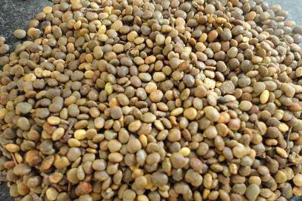 甘草種子市場(chǎng)價(jià)格多少錢一斤 甘草種子的種植方法