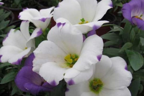 洋桔梗和桔梗的區別是什么  洋桔梗的養殖方法