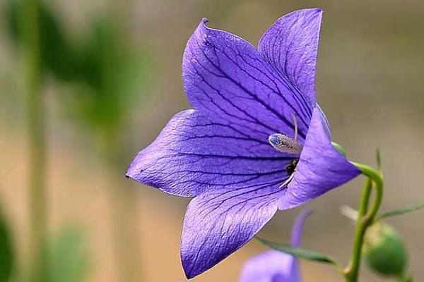 桔梗花的花語 桔梗花怎么養(yǎng)