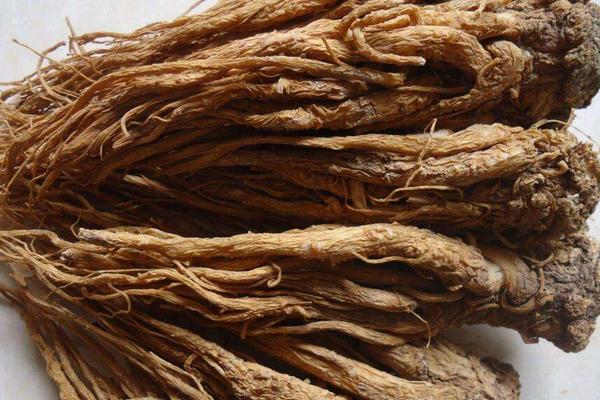 當歸圖片大全 當歸長什么樣