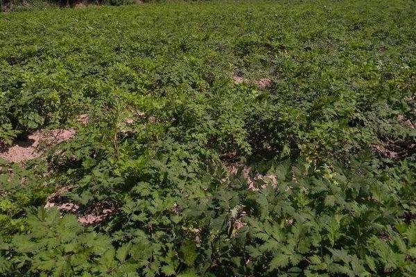 當歸圖片大全 當歸長什么樣