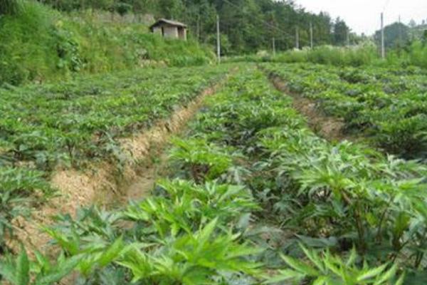 當歸圖片大全 當歸長什么樣