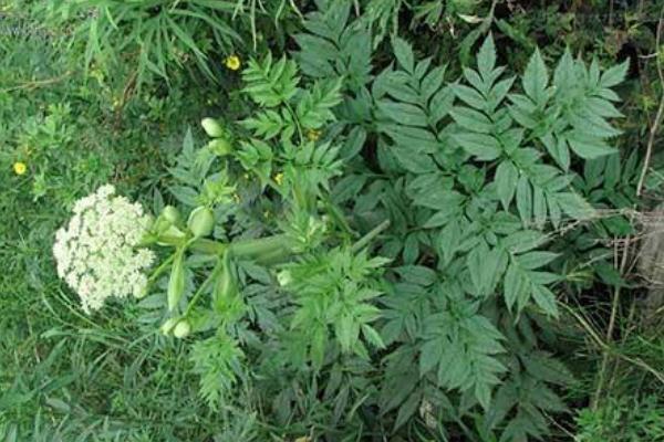 當歸圖片大全 當歸長什么樣