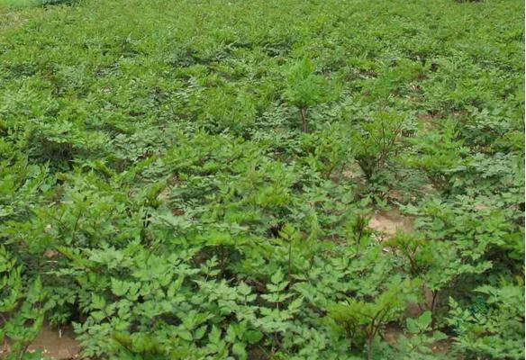 當歸圖片大全 當歸長什么樣