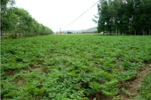 當歸圖片大全 當歸長什么樣