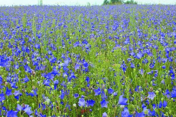 桔梗種植效益及條件 桔梗的種植方法