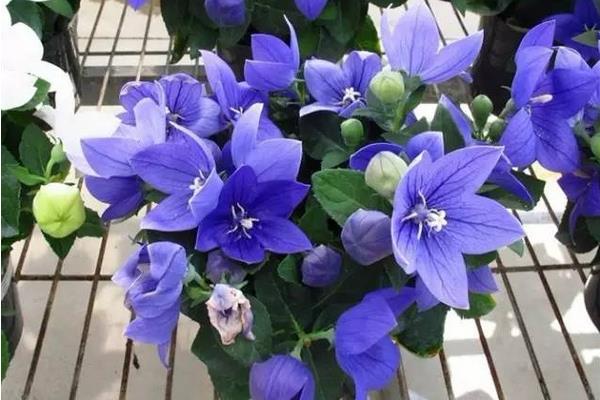 桔梗花盆栽方法 桔梗什么時候開花