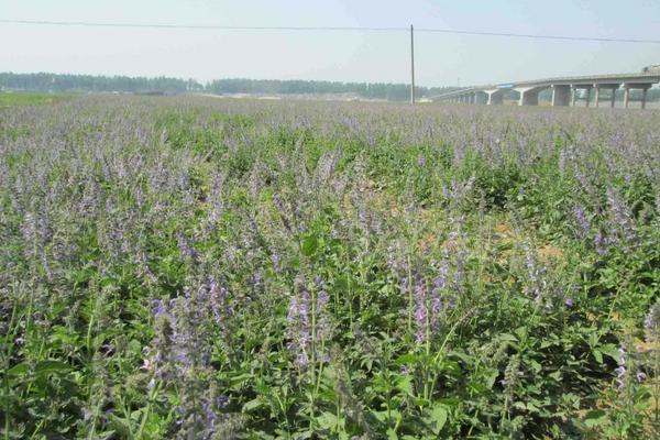 丹參種植技術(shù) 丹參栽培管理方法