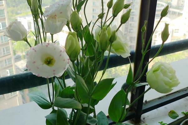 洋桔梗可以放臥室嗎 洋桔梗可以養(yǎng)幾年