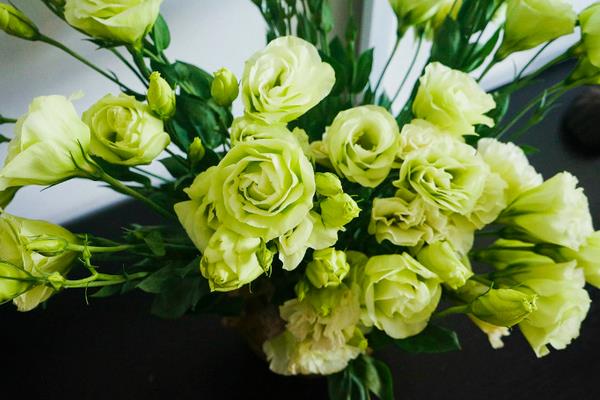 洋桔梗可以放臥室嗎 洋桔梗可以養(yǎng)幾年