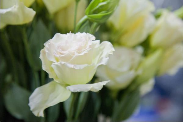 洋桔梗可以放臥室嗎 洋桔梗可以養(yǎng)幾年