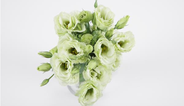 洋桔梗可以放臥室嗎 洋桔梗可以養(yǎng)幾年