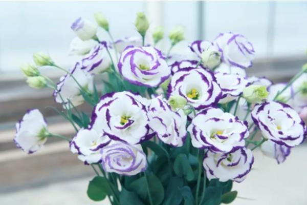 洋桔梗可以放臥室嗎 洋桔梗可以養(yǎng)幾年