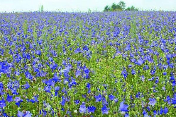 桔梗的種植季節(jié) 中藥桔梗高產(chǎn)栽培技術(shù)