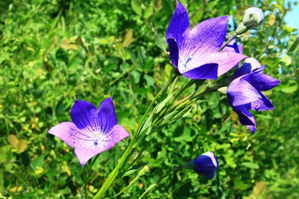 桔梗花圖片大全 桔梗花有幾種顏色