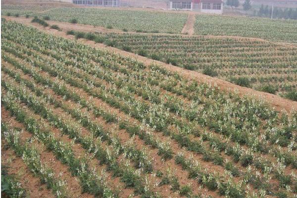 丹參種植技術(shù) 丹參栽培管理方法