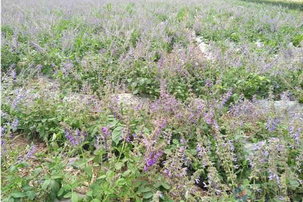 丹參種植技術(shù) 丹參栽培管理方法