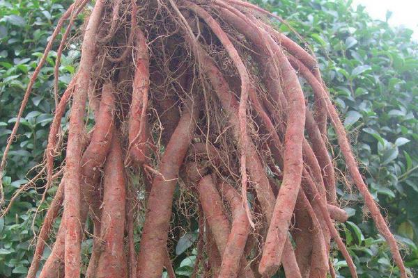 丹參種植技術(shù) 丹參栽培管理方法