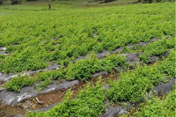 丹參種植技術(shù) 丹參栽培管理方法