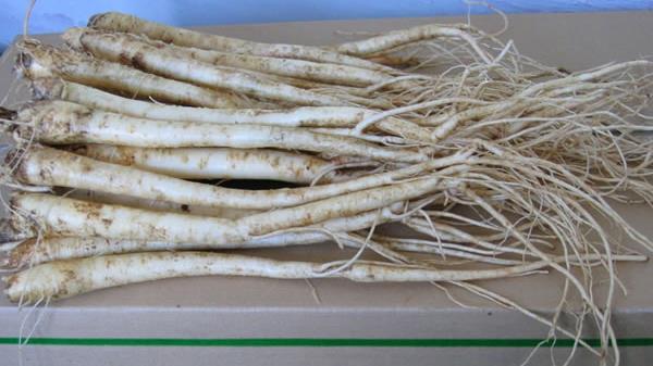 鮮桔梗怎么吃 桔梗如何食用