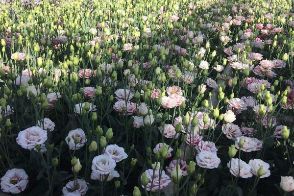 洋桔梗花語 洋桔梗怎么養(yǎng)