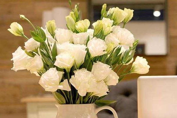 洋桔梗的種植方法及產(chǎn)量 桔梗什么時候播種