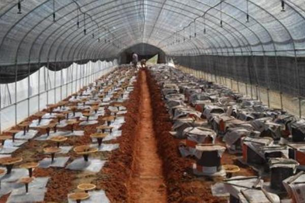 靈芝是什么時候種 靈芝種植與收獲季節