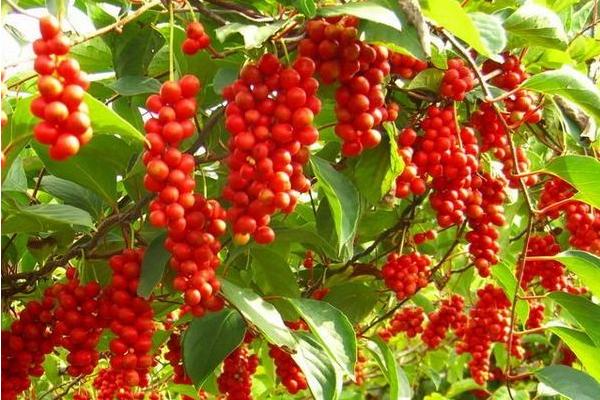 五味子哪里產的好 哪里的五味子最正宗