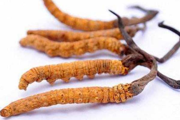 蟲草和蟲草花的區別是什么 蟲草花的功效