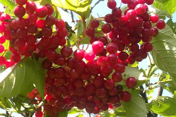 五味子怎么種 五味子幾年結果