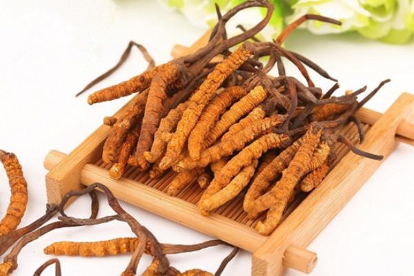 冬蟲夏草和燕窩哪個好 吃燕窩的作用