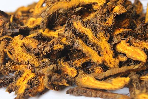 黃連怎么吃 黃連有什么作用 黃連能治口臭嗎