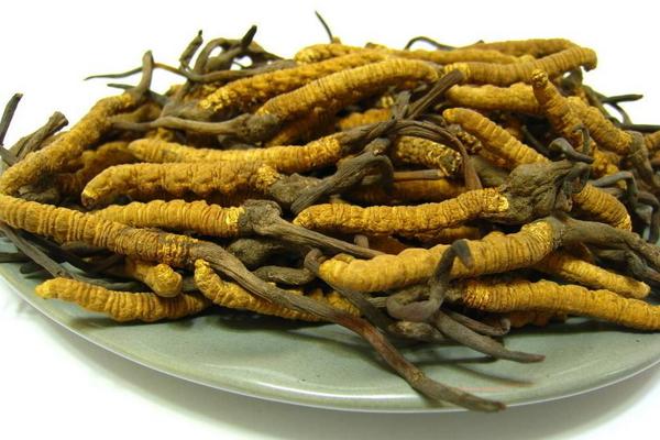 冬蟲夏草適合哪些人群 冬蟲夏草有哪些吃法