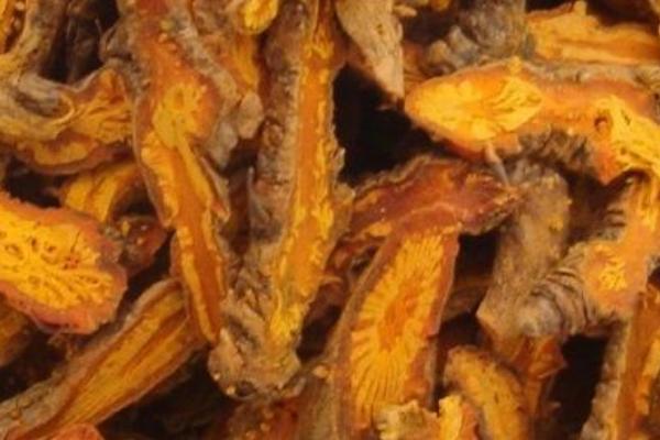 黃連能降糖嗎  黃連的功效和作用