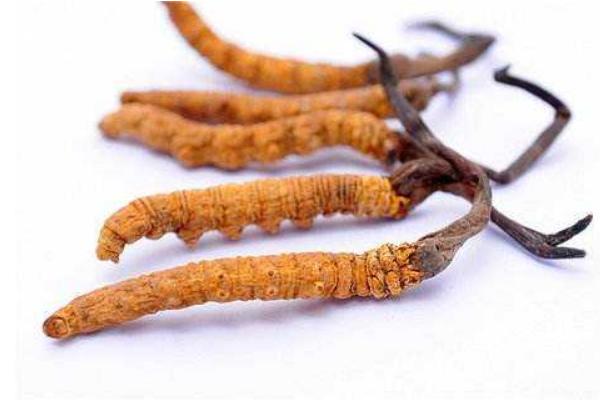 冬蟲夏草怎么辨別真假 冬蟲夏草什么顏色好