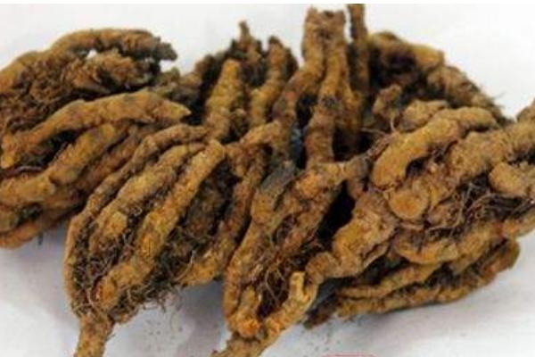 黃連能降糖嗎 黃連的功效和作用