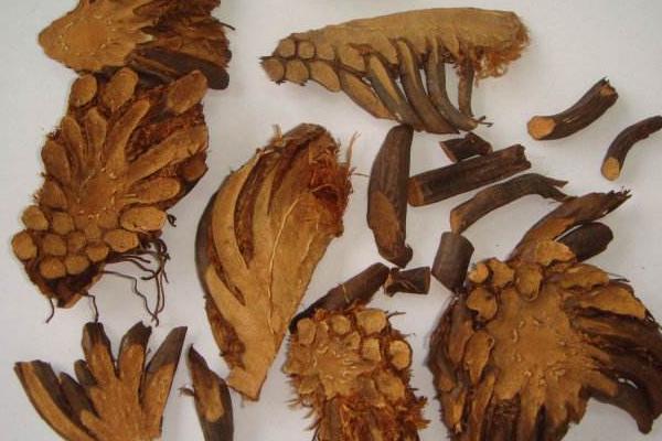 黃連能降糖嗎 黃連的功效和作用